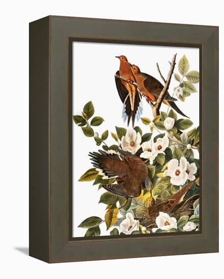 Audubon: Dove-John James Audubon-Framed Premier Image Canvas