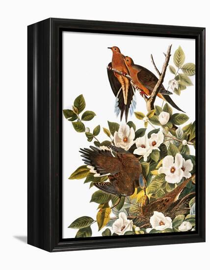 Audubon: Dove-John James Audubon-Framed Premier Image Canvas