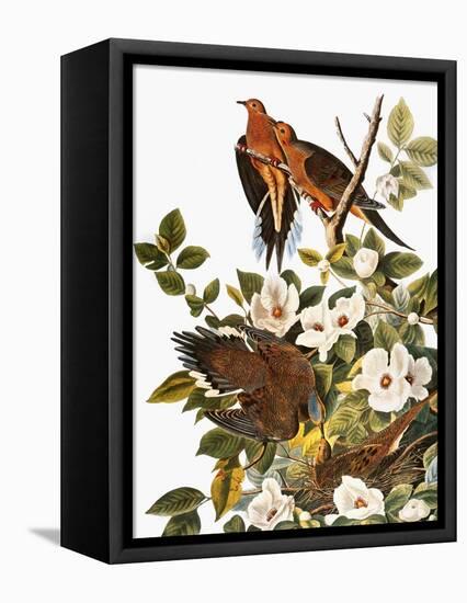 Audubon: Dove-John James Audubon-Framed Premier Image Canvas