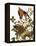 Audubon: Dove-John James Audubon-Framed Premier Image Canvas