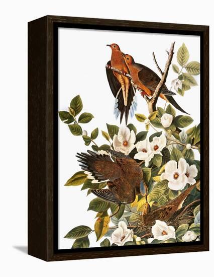 Audubon: Dove-John James Audubon-Framed Premier Image Canvas