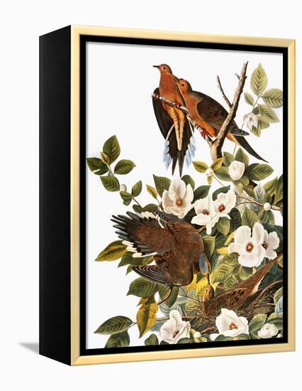 Audubon: Dove-John James Audubon-Framed Premier Image Canvas