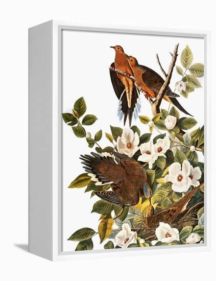 Audubon: Dove-John James Audubon-Framed Premier Image Canvas