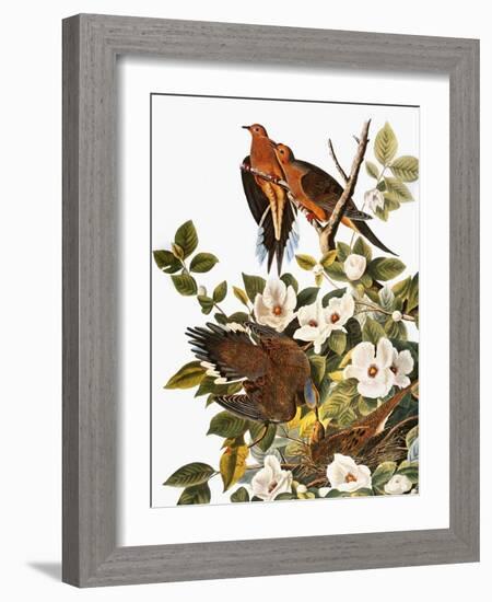 Audubon: Dove-John James Audubon-Framed Giclee Print