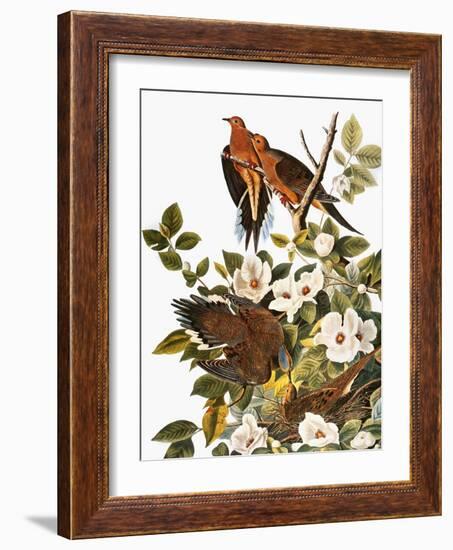 Audubon: Dove-John James Audubon-Framed Giclee Print