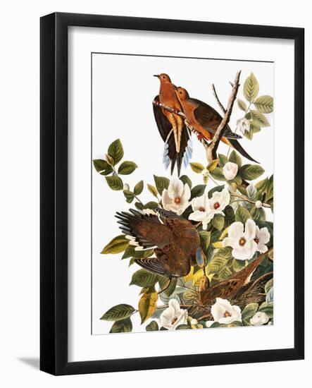 Audubon: Dove-John James Audubon-Framed Giclee Print