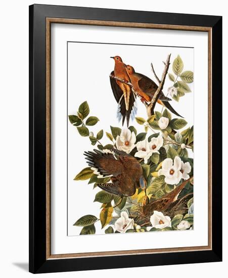 Audubon: Dove-John James Audubon-Framed Giclee Print