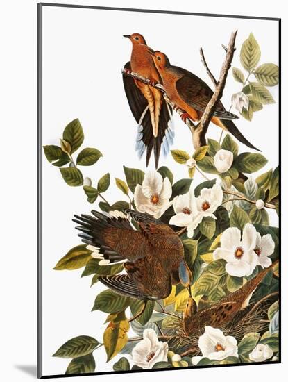 Audubon: Dove-John James Audubon-Mounted Giclee Print