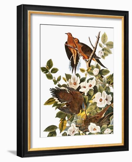 Audubon: Dove-John James Audubon-Framed Giclee Print