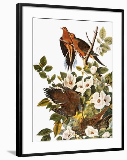 Audubon: Dove-John James Audubon-Framed Premium Giclee Print