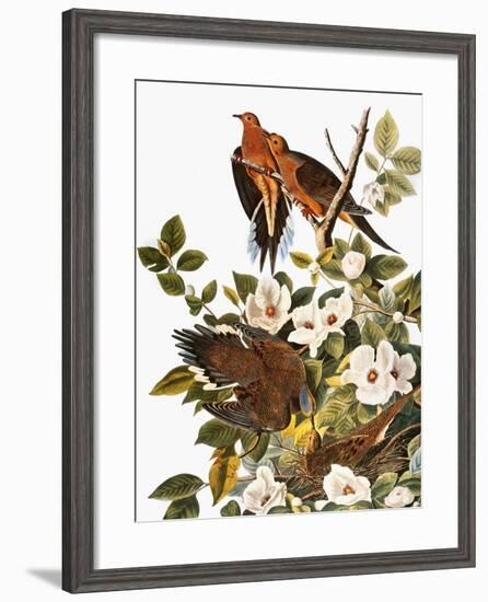 Audubon: Dove-John James Audubon-Framed Giclee Print