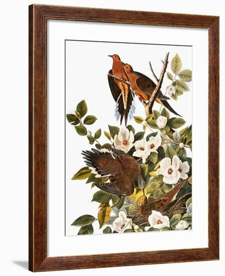 Audubon: Dove-John James Audubon-Framed Giclee Print