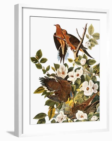 Audubon: Dove-John James Audubon-Framed Giclee Print