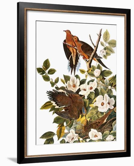 Audubon: Dove-John James Audubon-Framed Giclee Print