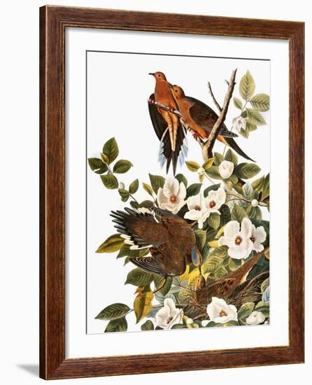 Audubon: Dove-John James Audubon-Framed Giclee Print