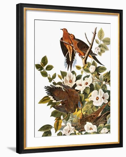 Audubon: Dove-John James Audubon-Framed Giclee Print