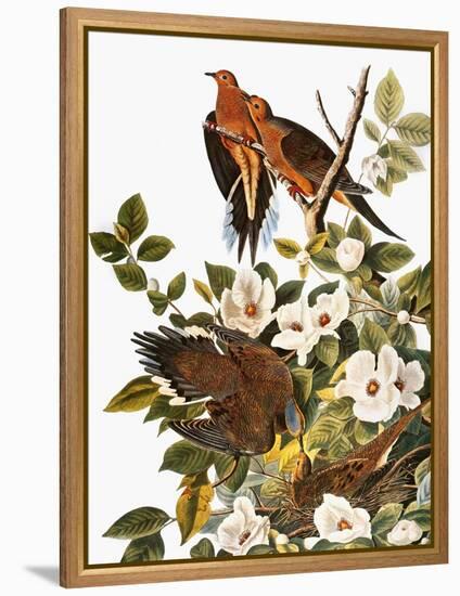 Audubon: Dove-John James Audubon-Framed Premier Image Canvas