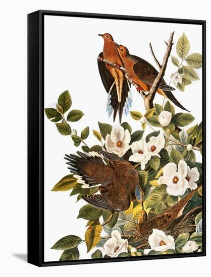 Audubon: Dove-John James Audubon-Framed Premier Image Canvas