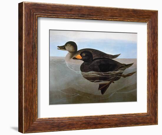 Audubon: Duck, 1827-John James Audubon-Framed Giclee Print