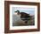 Audubon: Duck, 1827-John James Audubon-Framed Giclee Print