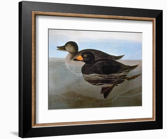 Audubon: Duck, 1827-John James Audubon-Framed Giclee Print