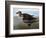 Audubon: Duck, 1827-John James Audubon-Framed Giclee Print