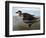 Audubon: Duck, 1827-John James Audubon-Framed Giclee Print