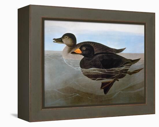 Audubon: Duck, 1827-John James Audubon-Framed Premier Image Canvas