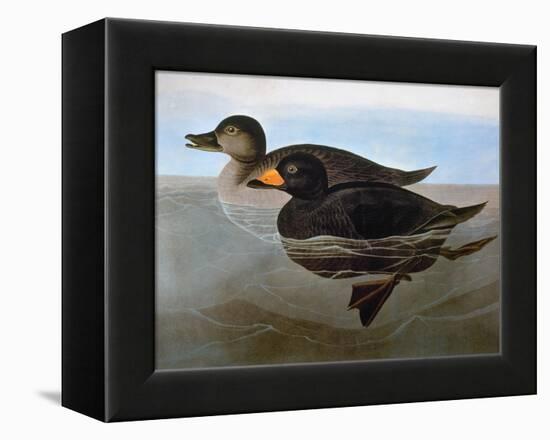 Audubon: Duck, 1827-John James Audubon-Framed Premier Image Canvas