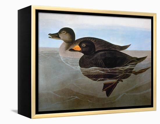 Audubon: Duck, 1827-John James Audubon-Framed Premier Image Canvas