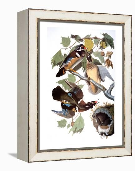 Audubon: Duck-John James Audubon-Framed Premier Image Canvas