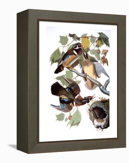 Audubon: Duck-John James Audubon-Framed Premier Image Canvas