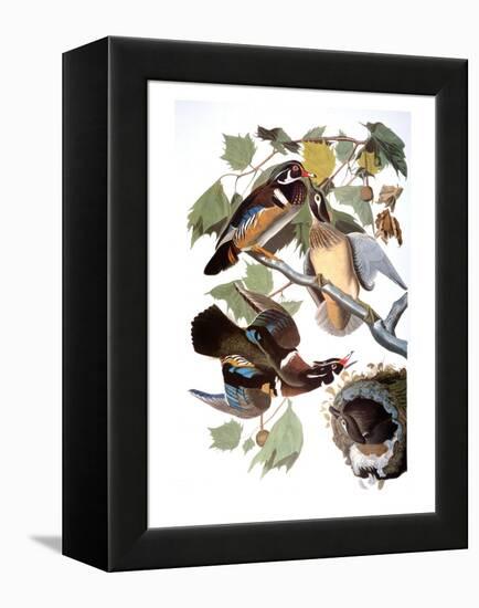 Audubon: Duck-John James Audubon-Framed Premier Image Canvas