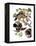 Audubon: Duck-John James Audubon-Framed Premier Image Canvas