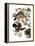 Audubon: Duck-John James Audubon-Framed Premier Image Canvas