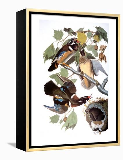 Audubon: Duck-John James Audubon-Framed Premier Image Canvas