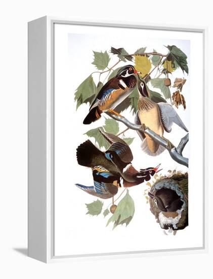 Audubon: Duck-John James Audubon-Framed Premier Image Canvas