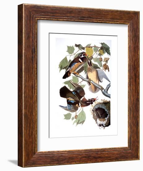 Audubon: Duck-John James Audubon-Framed Premium Giclee Print