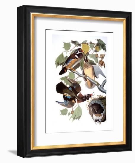 Audubon: Duck-John James Audubon-Framed Premium Giclee Print