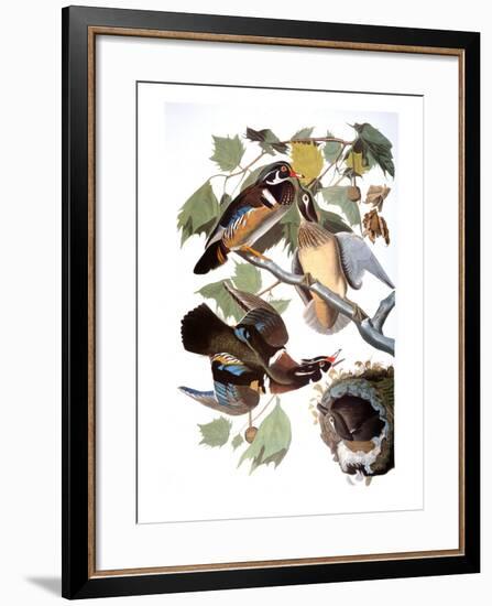 Audubon: Duck-John James Audubon-Framed Premium Giclee Print