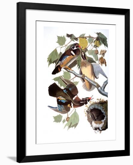 Audubon: Duck-John James Audubon-Framed Premium Giclee Print