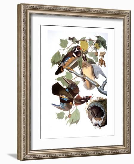 Audubon: Duck-John James Audubon-Framed Giclee Print