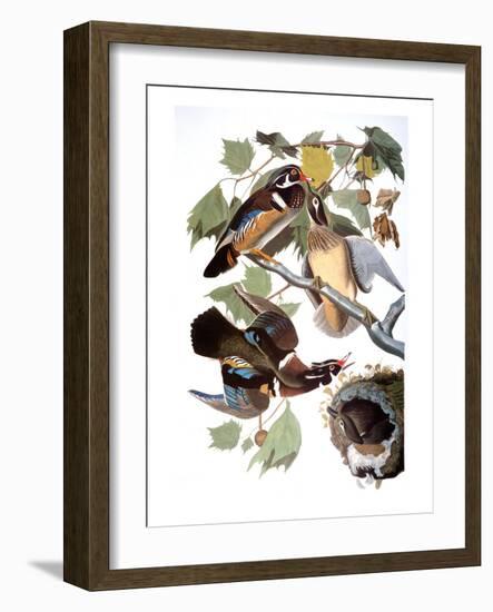 Audubon: Duck-John James Audubon-Framed Giclee Print