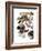 Audubon: Duck-John James Audubon-Framed Giclee Print