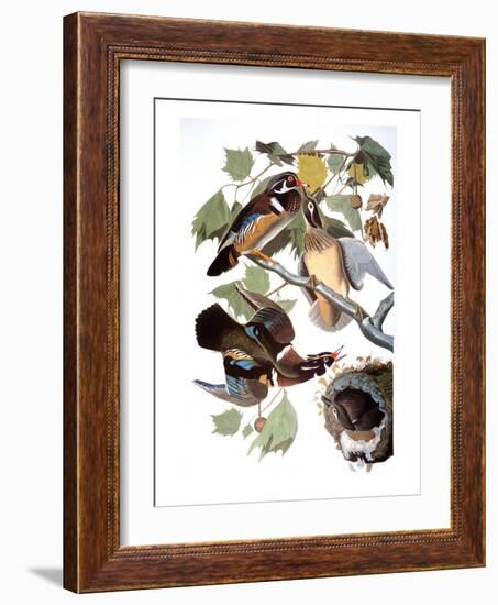 Audubon: Duck-John James Audubon-Framed Giclee Print