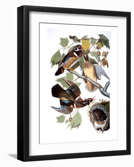 Audubon: Duck-John James Audubon-Framed Giclee Print