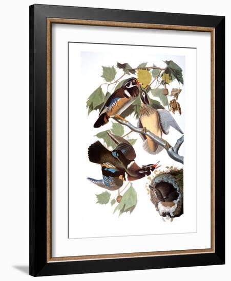 Audubon: Duck-John James Audubon-Framed Giclee Print