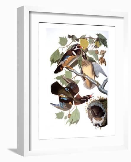 Audubon: Duck-John James Audubon-Framed Giclee Print