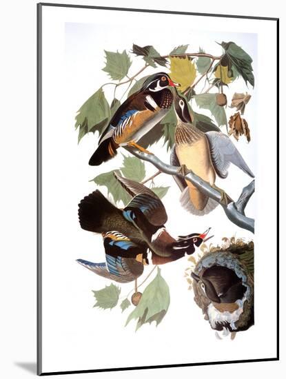 Audubon: Duck-John James Audubon-Mounted Giclee Print