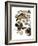 Audubon: Duck-John James Audubon-Framed Giclee Print